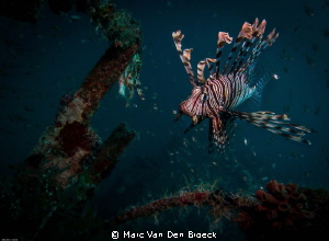 wreck lion fish by Marc Van Den Broeck 